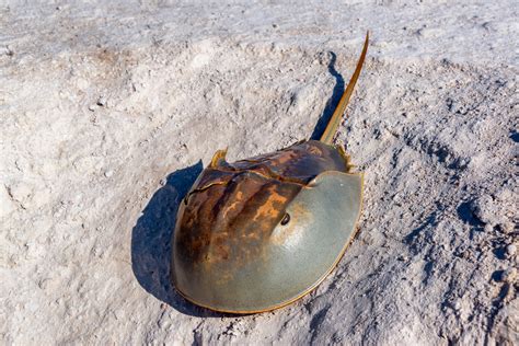 Do Brains Really Evolve? The Horseshoe Crab’s Brain Didn’t | Mind Matters