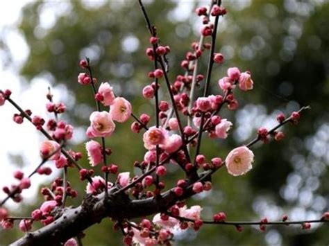 中国的四大名花都有哪些？快看看吧|名花|牡丹|菊花_新浪新闻