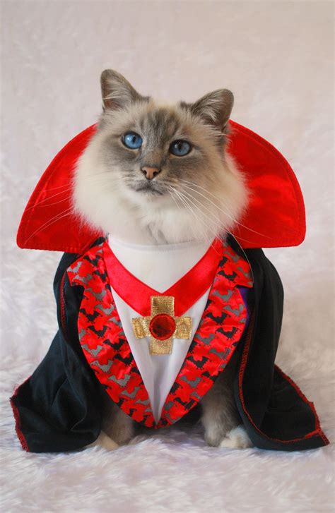 halloween cat | Pet costumes, Cute cats, Cat halloween costume