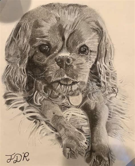 Image result for Small Dog Drawing