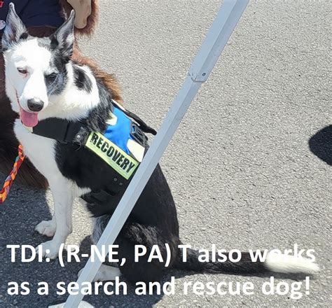 Therapy Dogs International