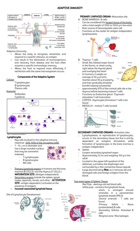 Image result for Understanding How Adaptive Immunity Works