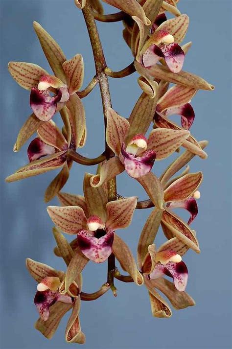 Sessa Orchid Sanctuary: Arunachal's Mission to Conserve Orchids