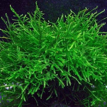 Live Java Moss 的图像结果