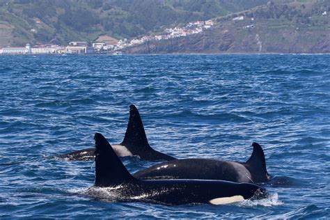 What is a Group of Dolphins Called? | Scientific Approach