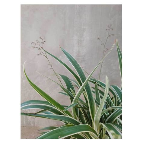 ディアネラ | Seeding