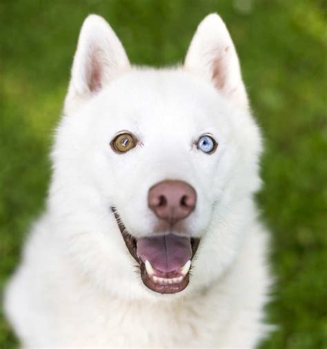 Dogs With Different Colored Eyes