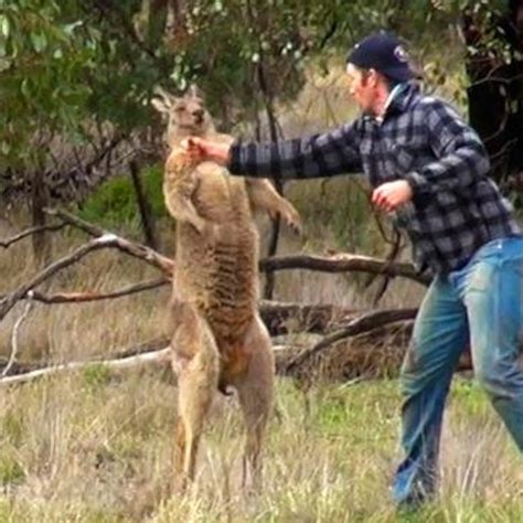 Kangaroo And Man Fighting