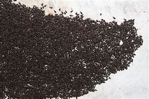 Mupli Beetle Invasion in Kerala: Climate Change Intensifies Insect ...