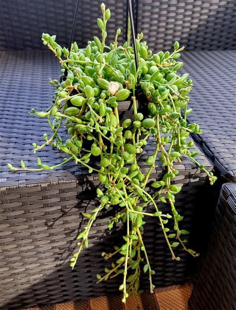String of Watermelons : r/succulents