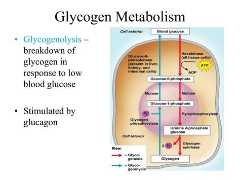 PPT - Understanding Glycogen Metabolism & Gluconeogenesis: Energy Storage in Animals PowerPoint ...