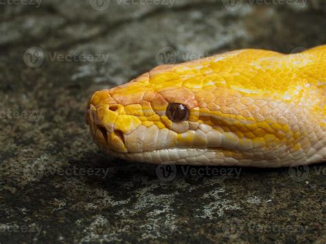 Image result for Albino Python Snake