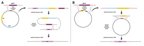 Image result for Single Selection Algorithm Example