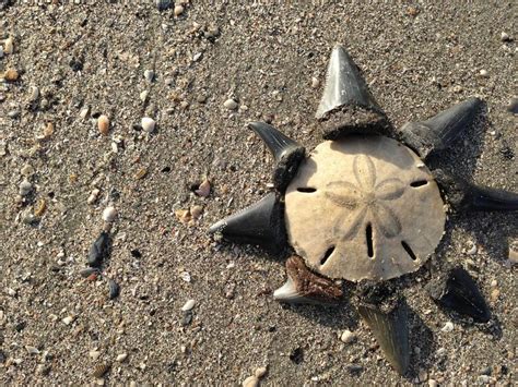 Image result for SC Shells