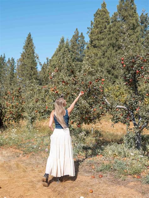 Ultimate Guide to Apple Hill, California