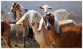 Rajasthan: 3,160 Goat Farm Scams Registered, Over ₹2.7 Crore Duped From ...
