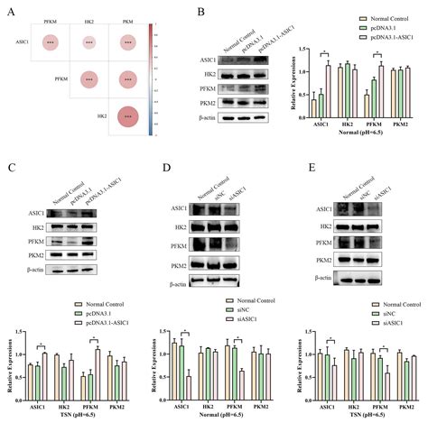PFKM-Mediated Glycolysis: A Pathway for ASIC1 to Enhance Cell Survival ...
