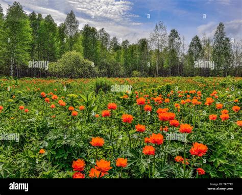 Endangered Plants With Their Names