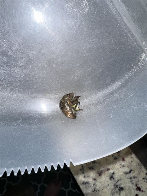 Image result for Alien Looking Bug