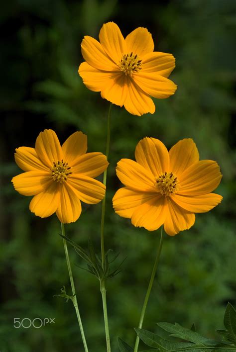 Flowers-Cosmos yellow - Flowers-Three cosmos flowers-Cosmos bipinnatus ...