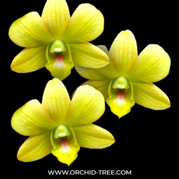 Buy Dendrobium Orchids Online India | Dendrobium Orchids | Orchid-tree ...