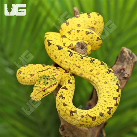 Image result for Biak Green Tree Python
