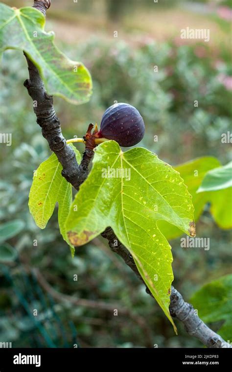 Fig Tree Not Fruiting 的图像结果