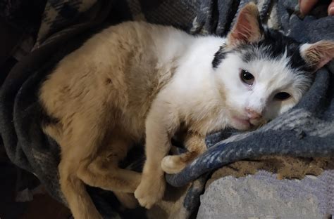 Three days ago Kropek came to live with me! He was stray. : r/cats