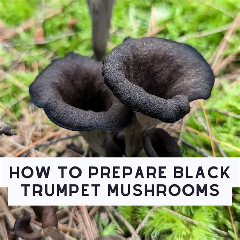 10 Mushroom Myths Explored: Fact vs Fiction - Mushroom Appreciation