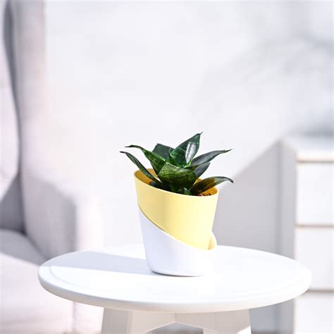 Buy Snake Plants (Sansevieria) | Improve Indoor Air Quality – Ugaoo