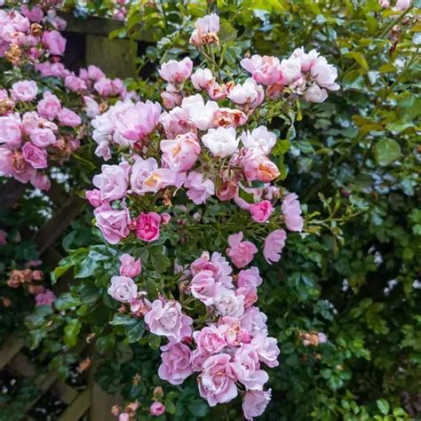 Buy Creeping, Climbing Rose Plant (Pink) - Nursery Nisarga