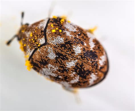 Carpet Beetle Fly Spray at Jacob Mauldin blog