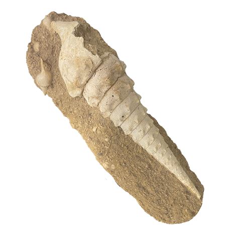 Shell Fossils - Unique Prehistoric Marine Finds – Art By God