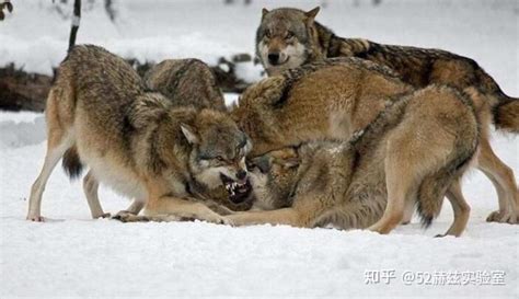 以家庭为单位的狼群，低级狼没有交配权，怎么繁殖自己的后代_等级_动物_公狼