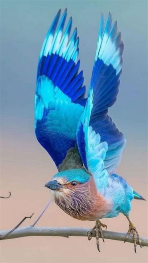 Image result for Colourful Birds Compilation