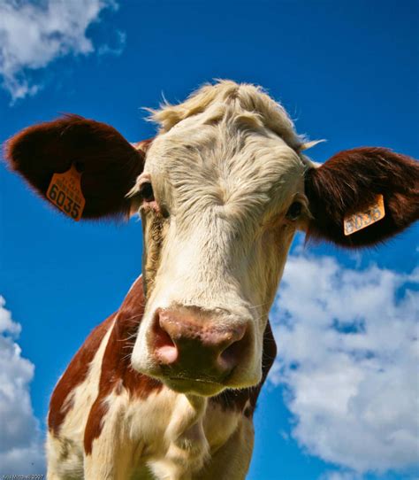 [300+] Cow Pictures | Wallpapers.com