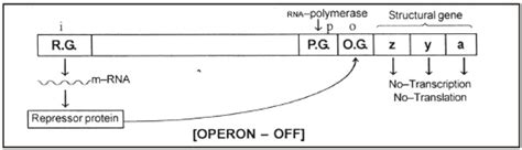 Principles of Inheritance and Evolution, Chapter Notes, Class 12 ...