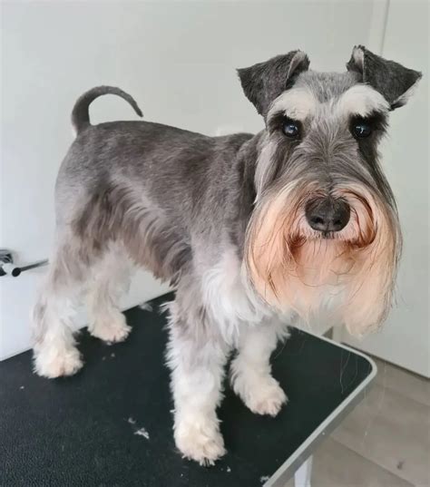 Schnauzer Haircut Styles