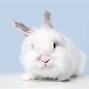 Image result for Spotted Bunny