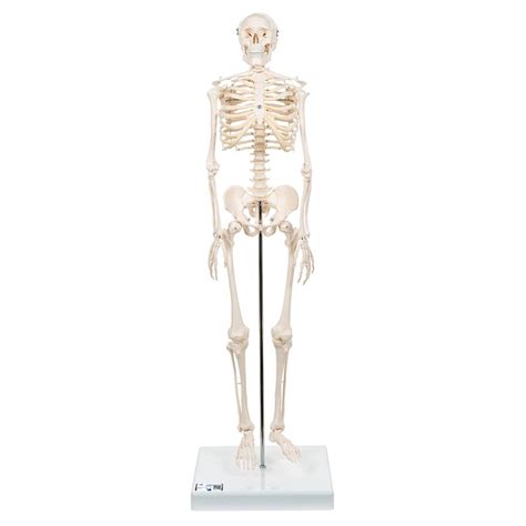 Image result for Model of Skeleton