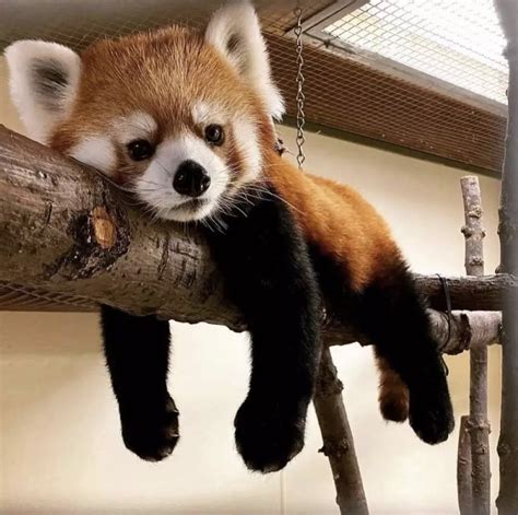 Adorable Red Panda Sitting on a Tree Branch