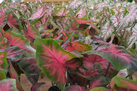 Caladiums Perennial