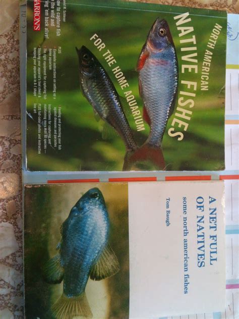 Image result for Native Fish Tank