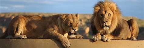 Barely Wild - FOUR PAWS International - Animal Welfare Organisation