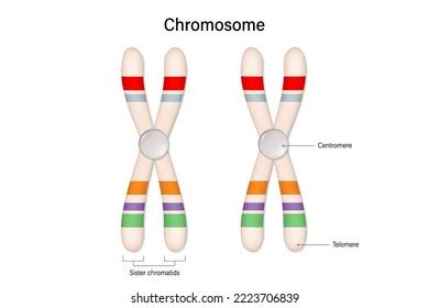 Image result for Chromosome Microarray Test