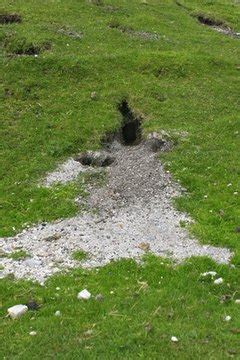 Lakeland Terrier vs. Wire Fox Terrier - Pets