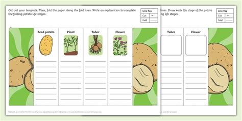 Potato Folding Life Stages Template