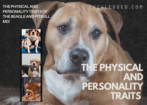 Pitbull Beagle Mix: Everything You Need to Know About the Beaglebull