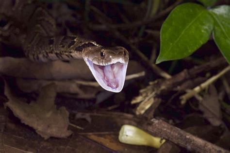 Fer De Lance Snake Fangs