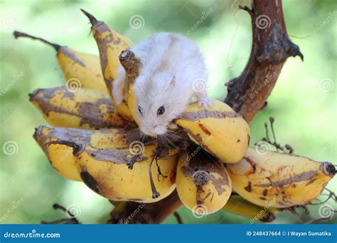 A Campbell Dwarf Hamster is Eating a Ripe Banana on a Tree. Stock Photo ...